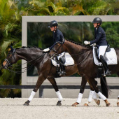 Dressage Saddle Pad ES White Perfection Silver Dressage Saddle Pad ES White Perfection Silver