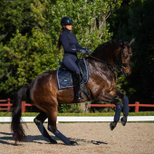 Bandages ES Midnight Blue Bandages ES Midnight Blue