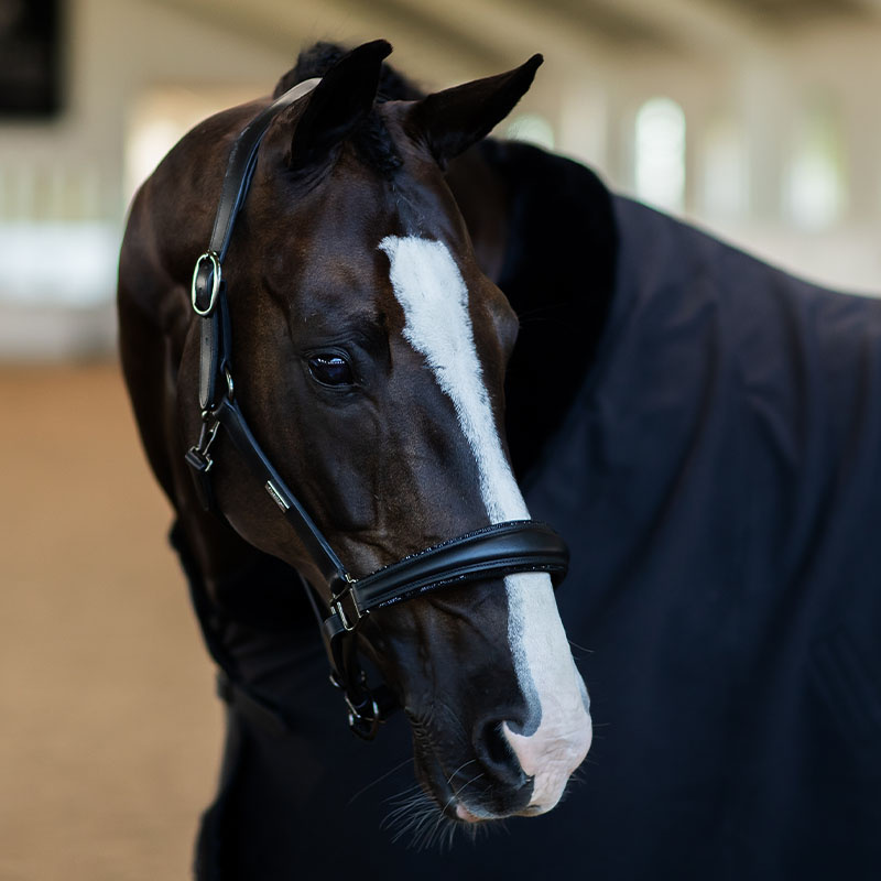 Anatomical Leather Halter ES Glimmer Black Edition