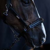 Anatomical Leather Halter ES Glimmer Black Edition Anatomical Leather Halter ES Glimmer Black Edition