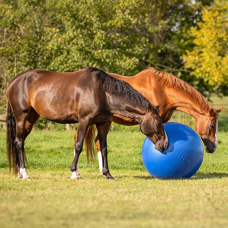 Horse Soccer Blue