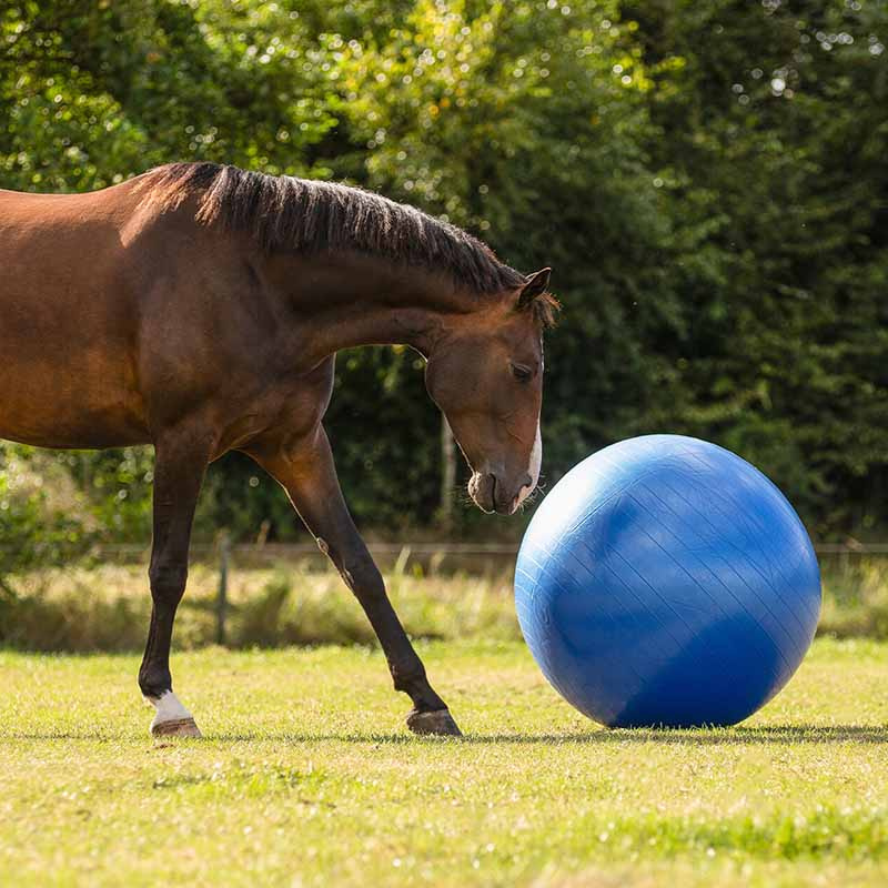 Horse Soccer Blue