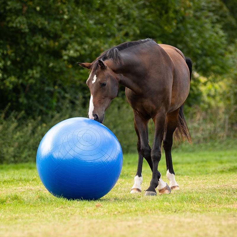 Horse Soccer Blue