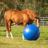 Horse Soccer Blue Horse Soccer Blue