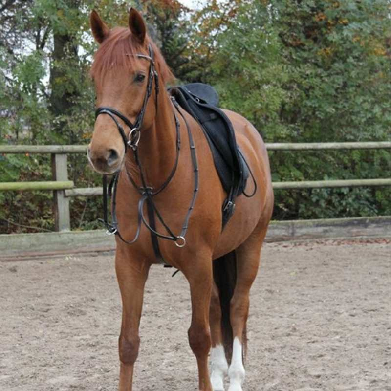 Martingale Basic Black