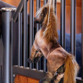 Horse Toy Relax Tableux Horse Toy Relax Tableux