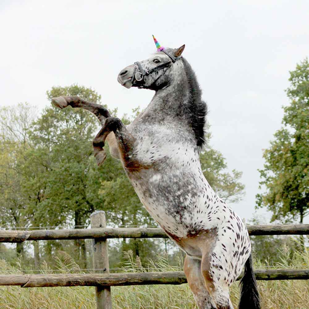 Unicorn Horn Rainbow