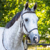 Bitless Bridle Ceto Brown Bitless Bridle Ceto Brown