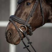 Bridle Glitter Collection Black Bridle Glitter Collection Black