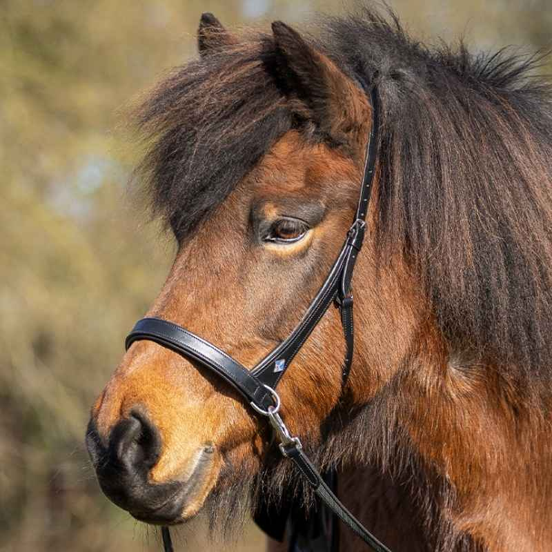 Bitless Bridle Fjara Icelandic Black