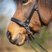 Bitless Bridle Fjara Icelandic Black Bitless Bridle Fjara Icelandic Black
