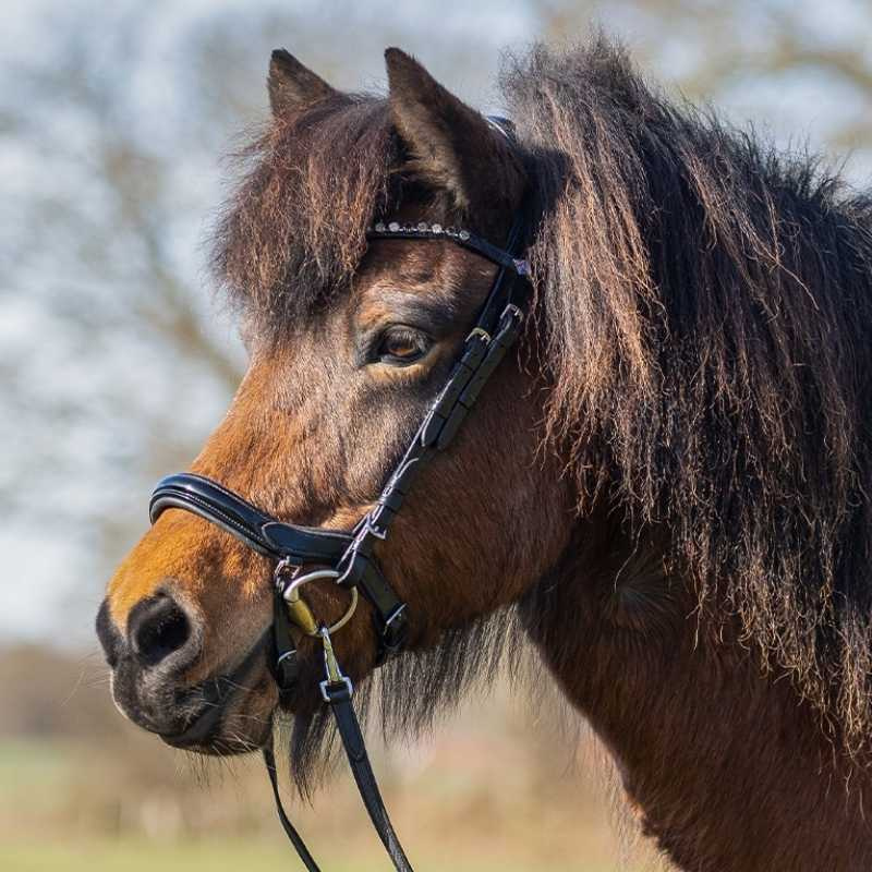 Bridle Fjara Icelandic Black