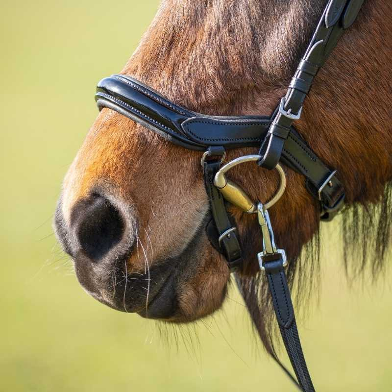 Bridle Fjara Icelandic Black