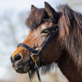Bridle Fjara Icelandic Black Bridle Fjara Icelandic Black