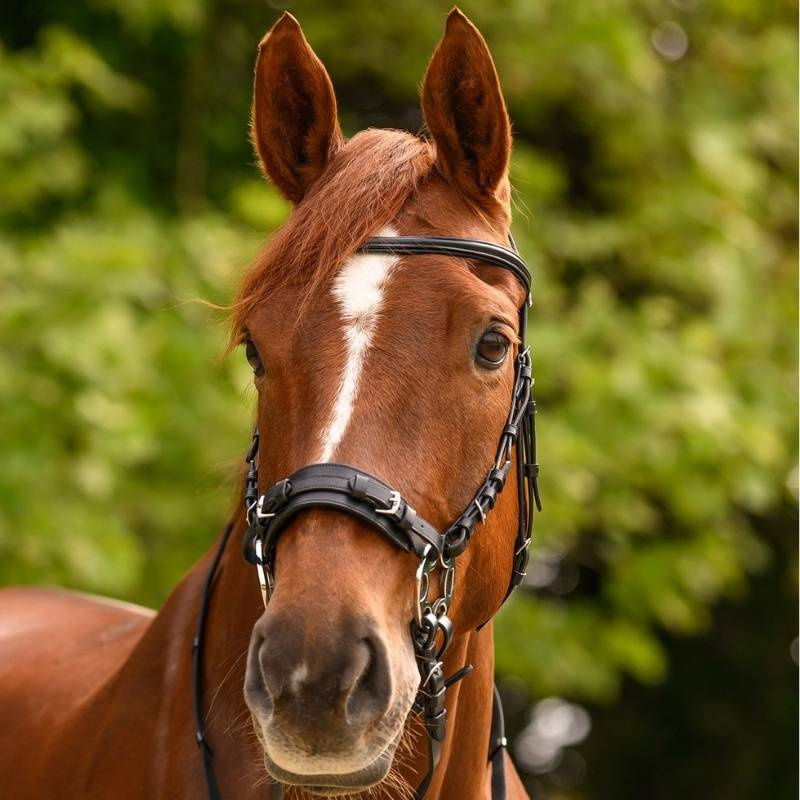 Hackamore Bridle Sensitive X-Line Black