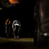 Winter Rug Amigo FieldSafe Reflectech Plus 1200D 250g Black Winter Rug Amigo FieldSafe Reflectech Plus 1200D 250g Black