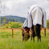 Fly & Summer Rug Amigo Airflow Plus White/Grey/Blue Fly & Summer Rug Amigo Airflow Plus White/Grey/Blue