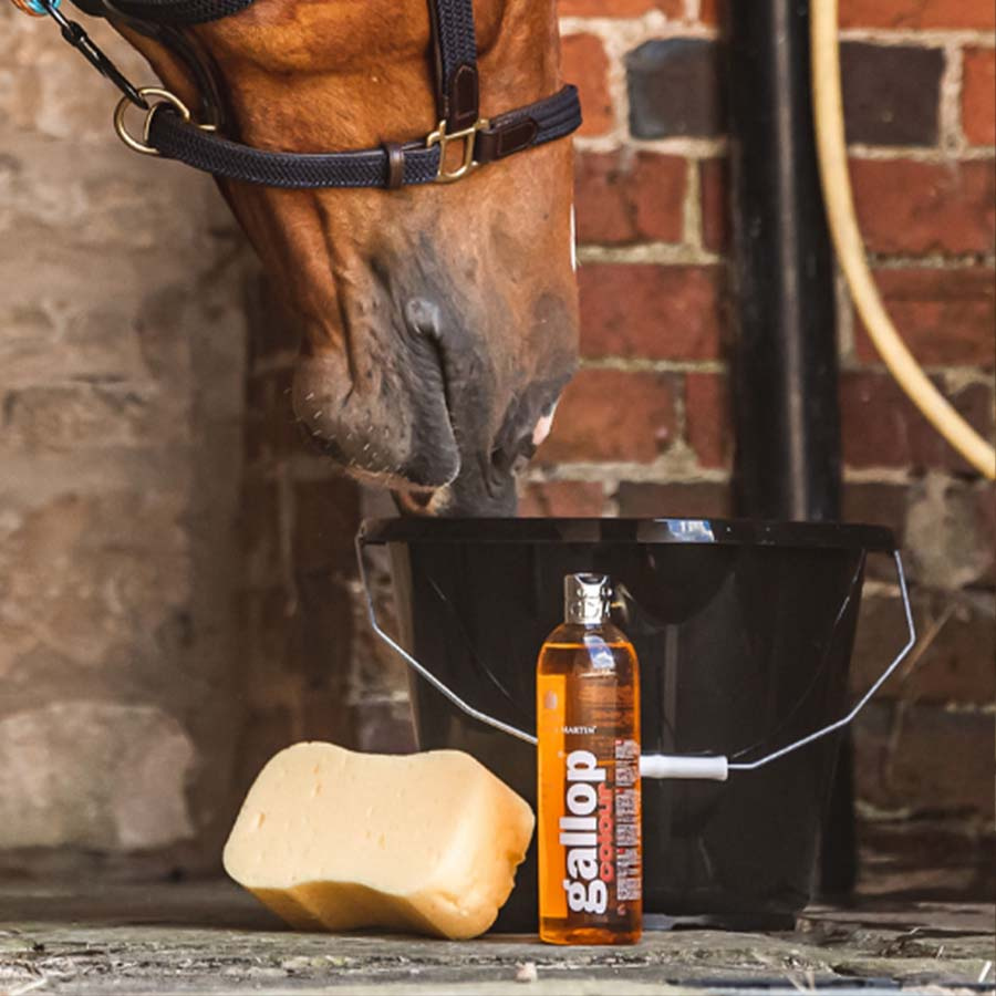 Shampoo Gallop Colour Fox & Palomino 500ml