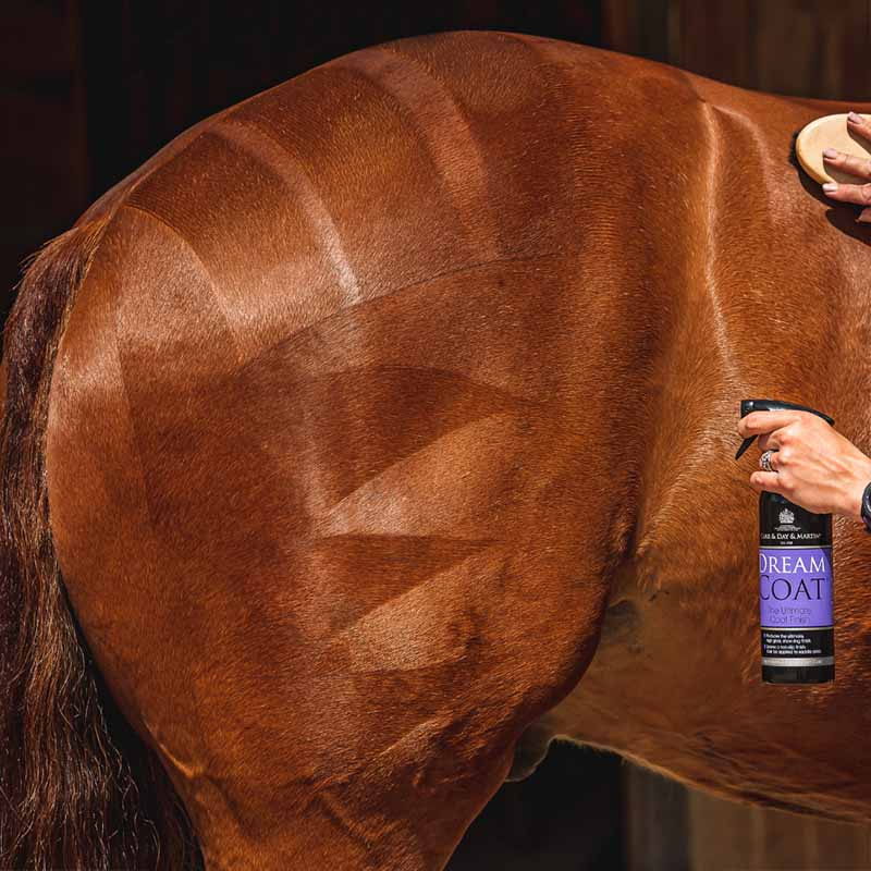 Coat Care The Ultimate Grooming Duo