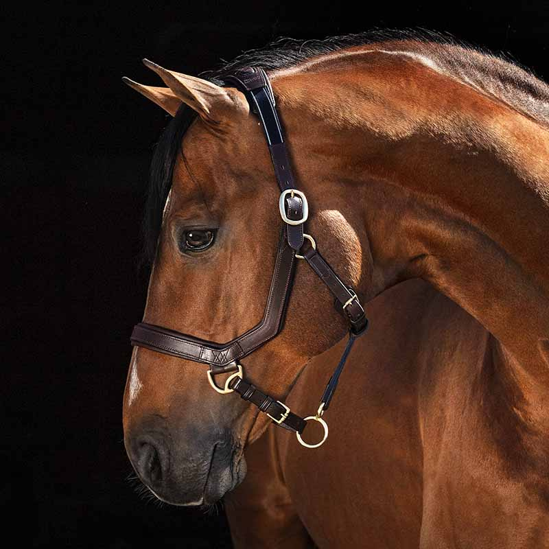 Leather Halter Rambo Micklem Brown