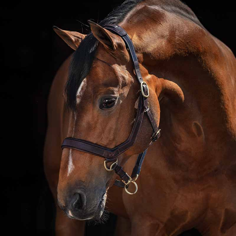 Leather Halter Rambo Micklem Brown