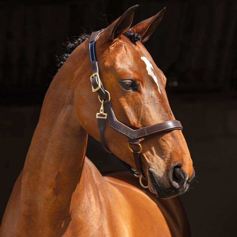Leather Halter Rambo Micklem Brown