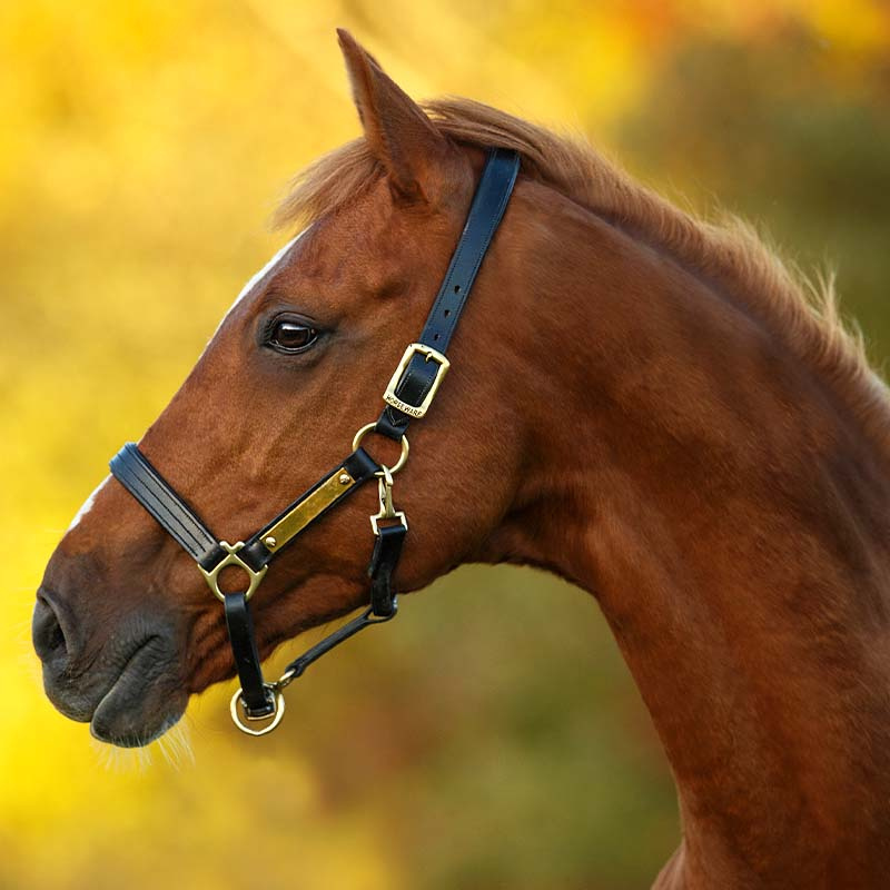 Leather Halter Amigo Padded Black