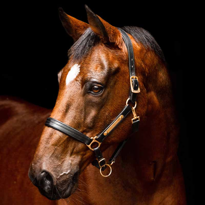 Leather Halter Amigo Padded Black