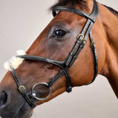 Figure 8 Noseband Bridle Dyon Collection Black Figure 8 Noseband Bridle Dyon Collection Black