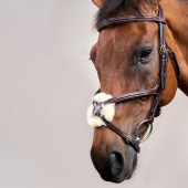 Figure 8 Noseband Bridle Dyon Collection Brown Figure 8 Noseband Bridle Dyon Collection Brown