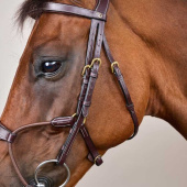 Bridle Elastic Hybrid Dyon Collection Brown Bridle Elastic Hybrid Dyon Collection Brown