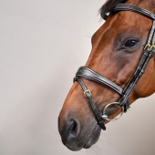 Anatomical Combination Bridle DC Black Anatomical Combination Bridle DC Black