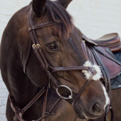 Figure 8 Noseband Bridle Plaited Dyon Collection Brown Figure 8 Noseband Bridle Plaited Dyon Collection Brown