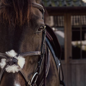 Figure 8 Noseband Bridle Plaited Dyon Collection Brown Figure 8 Noseband Bridle Plaited Dyon Collection Brown