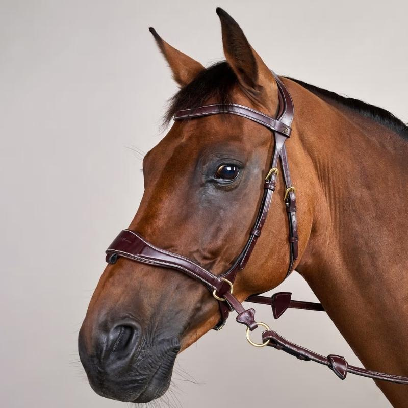 Bridle D Motion Dyon Collection Brown