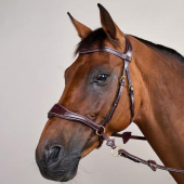 Bridle D Motion Dyon Collection Brown Bridle D Motion Dyon Collection Brown