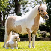 Toy Pony Lemon Toy Pony Lemon