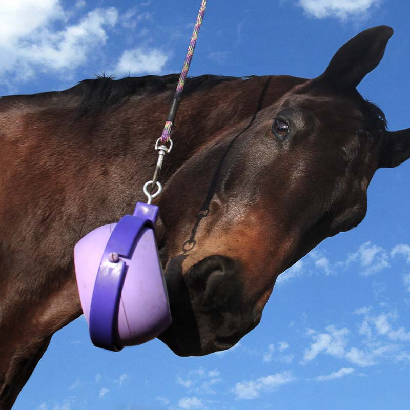 Holder Boredom Buster Level 3 Purple