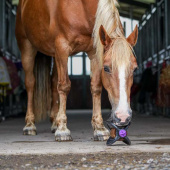 Holder Bizzy Ball Black Holder Bizzy Ball Black