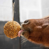 Stable Ball Granola Mixed Berry 1,6kg Stable Ball Granola Mixed Berry 1,6kg