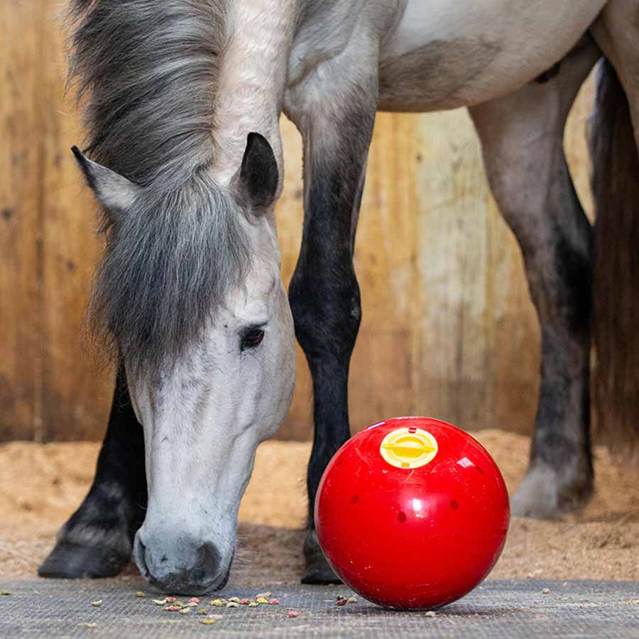 Feed Ball Snak-a-Ball Level 2 Red