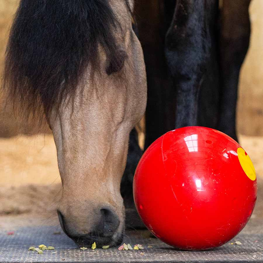 Feed Ball Snak-a-Ball Level 2 Red