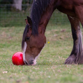Feed Ball Snak-a-Ball Level 2 Red Feed Ball Snak-a-Ball Level 2 Red