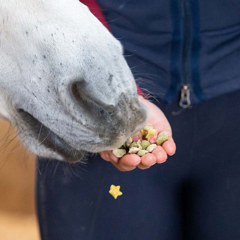 Horse Snaks Rainbow