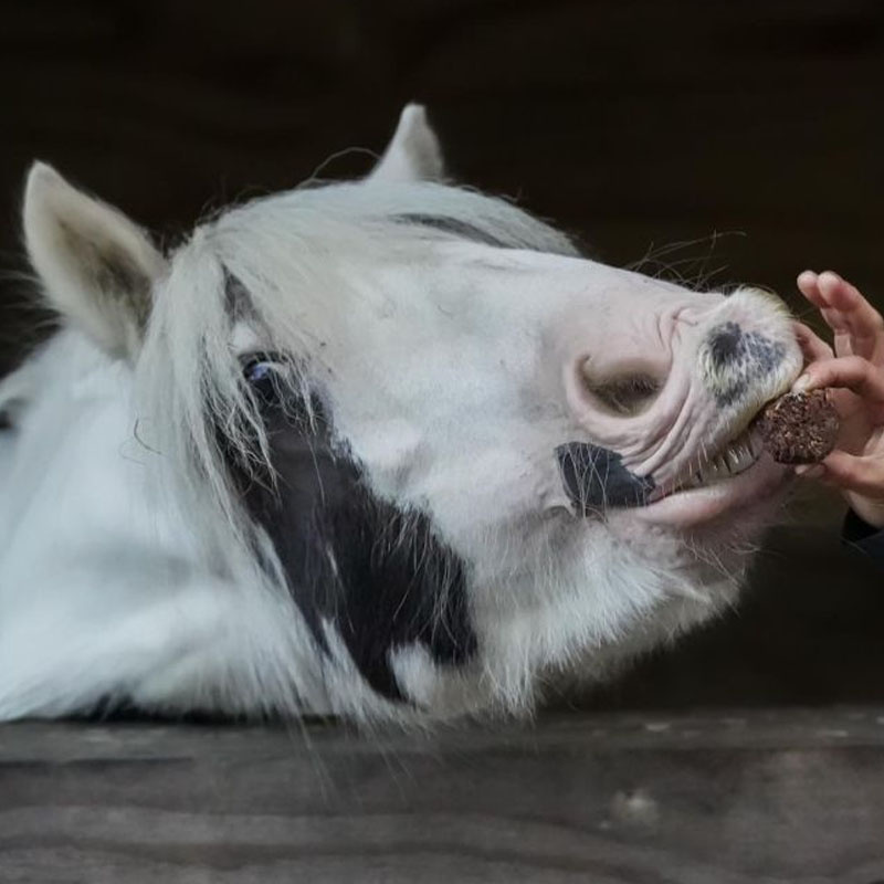 Horse Treats Stud Muffins 3 pcs