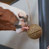 Stable Ball Prequalm 1,8kg