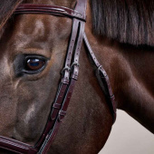 Anatomic Combination Bridle NE Brown Anatomic Combination Bridle NE Brown