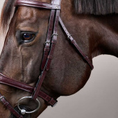 Anatomical Combination Bridle NE Brown Anatomical Combination Bridle NE Brown