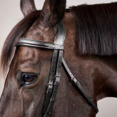 Anatomical Combination Bridle NE Black Anatomical Combination Bridle NE Black