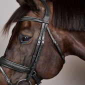 Bridle Plaited Pull Back New English Collection Black Bridle Plaited Pull Back New English Collection Black